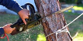 Best Tree Preservation Services  in Carmi, IL