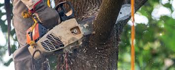Best Hazardous Tree Removal  in Carmi, IL
