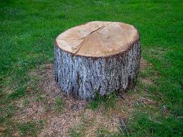 How Our Tree Care Process Works  in  Carmi, IL
