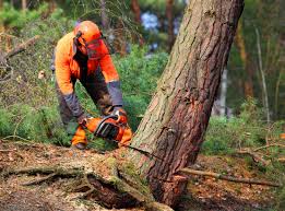 Best Emergency Tree Removal  in Carmi, IL