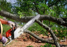 Best Tree Health Inspection  in Carmi, IL