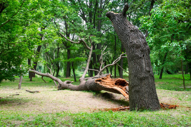 Best Fruit Tree Pruning  in Carmi, IL