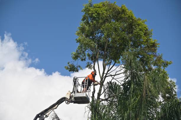 Best Aeration Services  in Carmi, IL