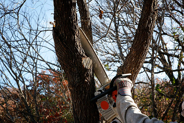 Best Storm Damage Tree Cleanup  in Carmi, IL