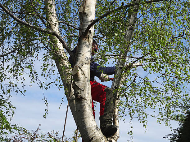 Trusted Carmi, IL Tree Care Experts