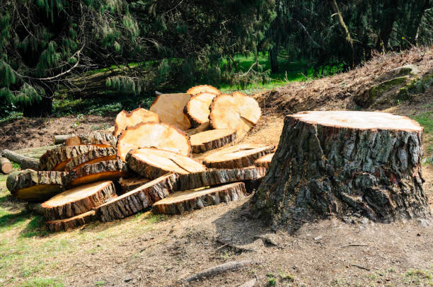 Best Tree Disease Treatment  in Carmi, IL
